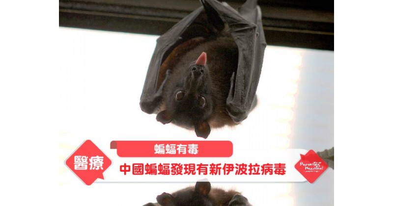 【蝙蝠有毒】中國蝙蝠發現有新伊波拉病毒