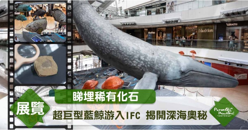 【睇埋稀有化石】超巨型藍鯨游入IFC 揭開深海奧秘