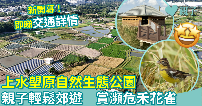 親子好去處｜上水塱原自然生態公園　親子輕鬆郊遊　賞瀕危禾花雀