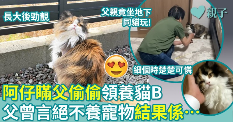 親子趣聞｜兒子瞞父偷偷領養貓B　父曾言絕不養寵物結果係…