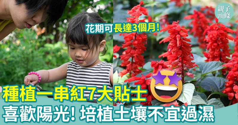 一人一花2025︱種植一串紅7大貼士＋所需用具全攻略