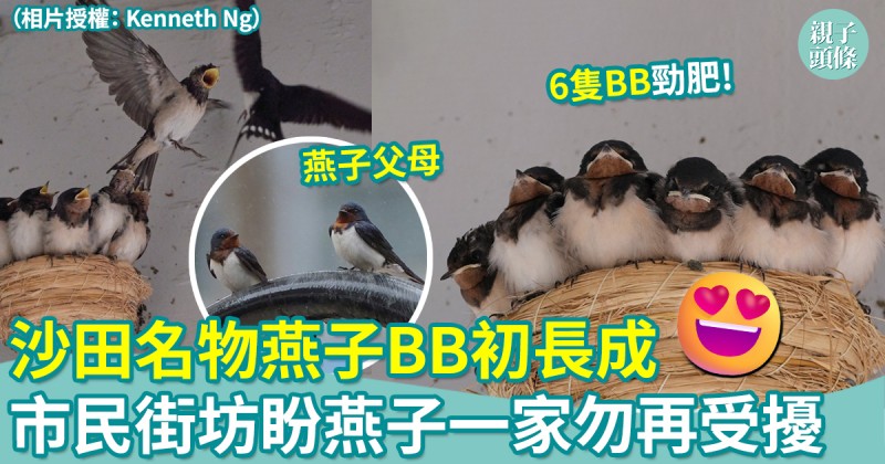 親子保育｜沙田名物燕子BB初長成　市民街坊盼燕子一家勿再受擾