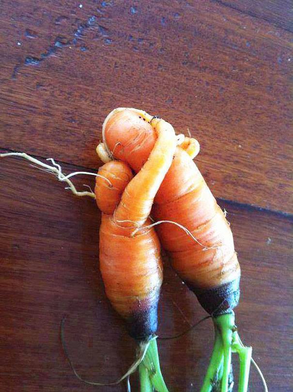 carrot 4