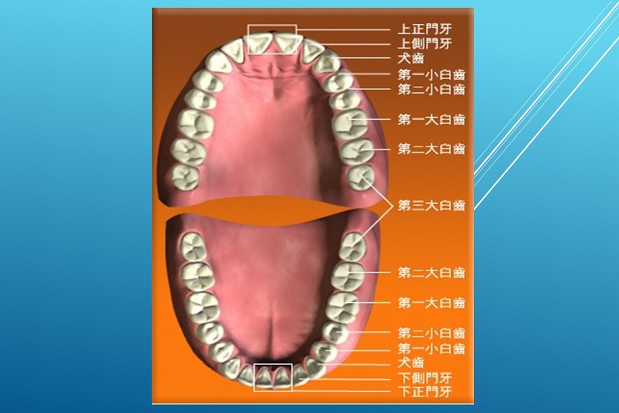【阿仔換牙期】  恆齒排列和出牙次序逐格睇