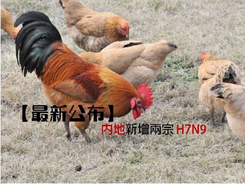 【最新公布】內地新增兩宗 H7N9 個案