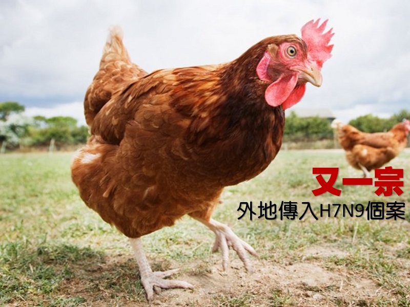 【親子頭條】外地傳入 H7N9 個案