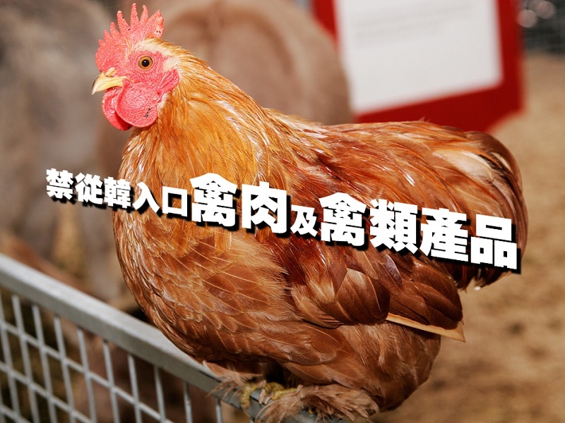 【親子頭條】禁從韓入口禽肉及禽類產品