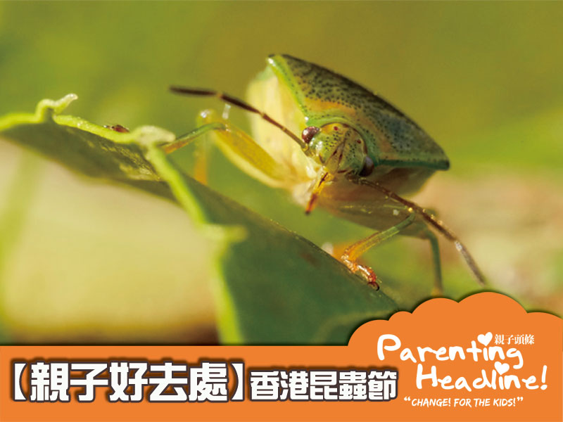 【親子好去處】香港昆蟲節