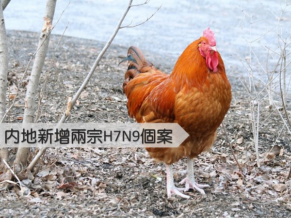 【密切監察】內地新增兩宗H7N9個案