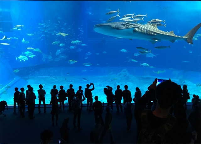 【唔識渣車都無問題】沖繩免費睇海豚表演＋必去水族館