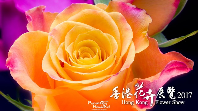 【親子好去處】香港花卉展覽入場券今日起發售