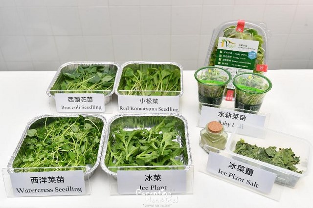 【親子飲食】水耕中心四款新品種菜苗