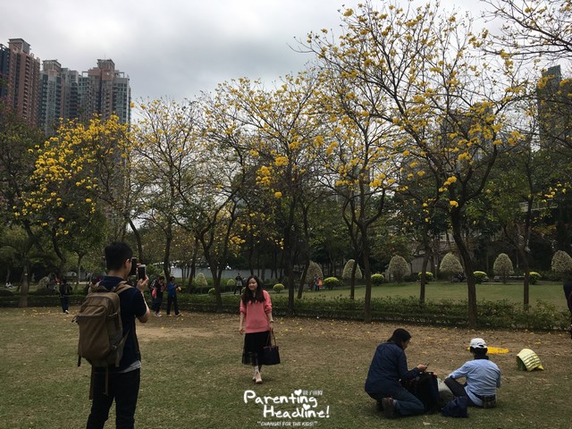 【親子好去處】南昌公園野餐兼賞黃花