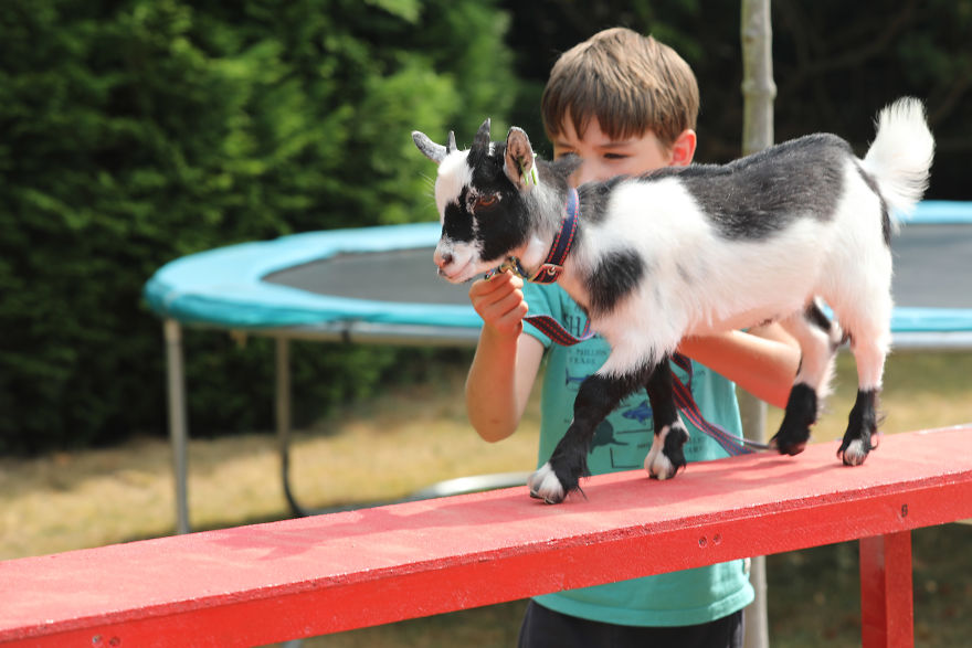 【毛孩】俱樂部倡動物輔助治療  讓特殊兒童跟動物共處