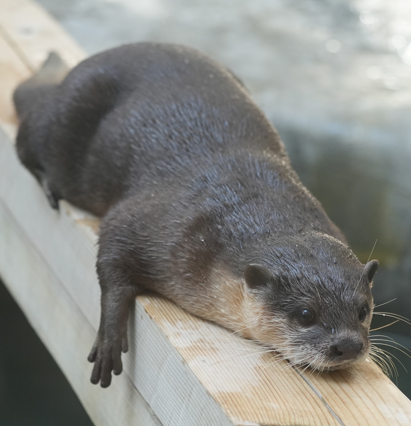 亞洲小爪水獺